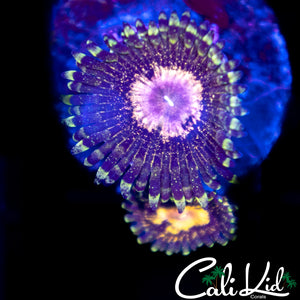 Peacock Paly Double