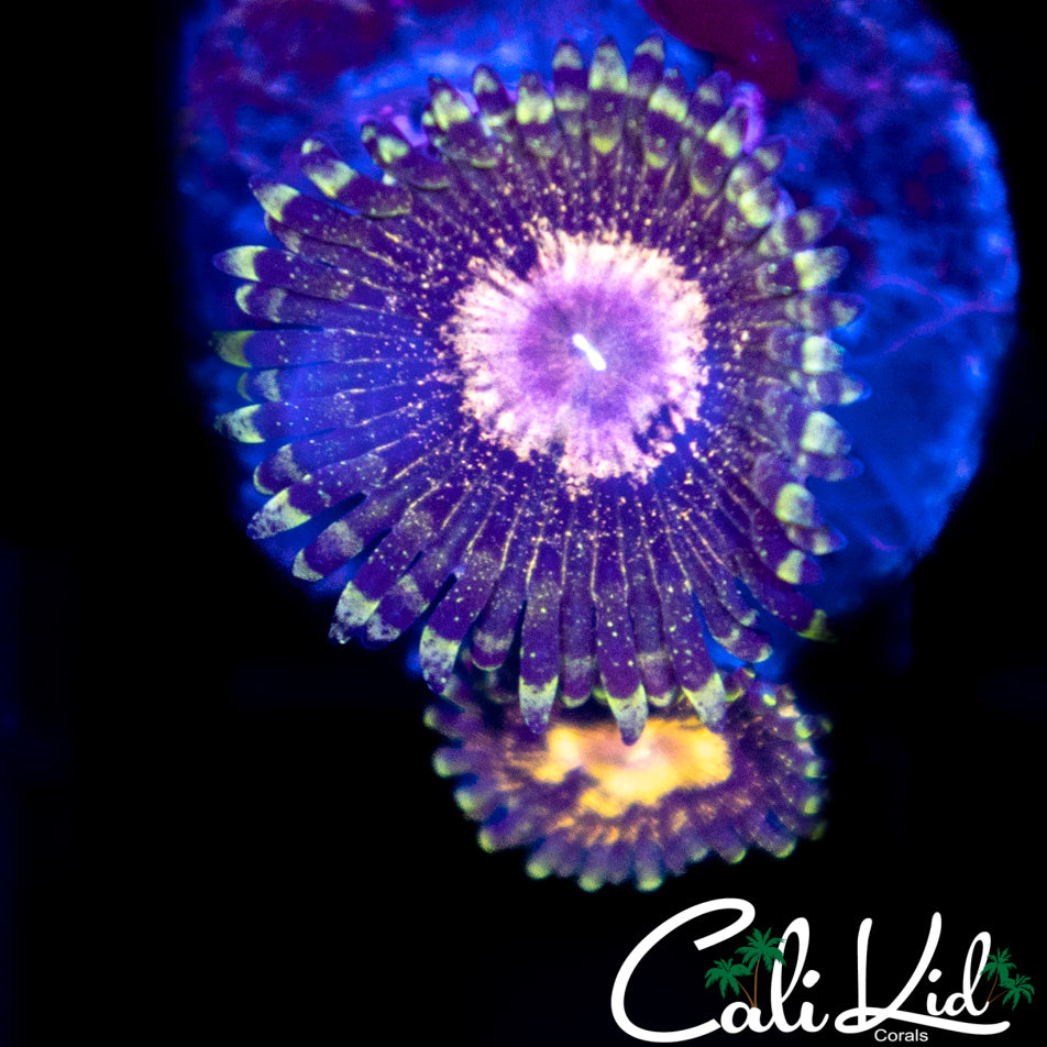 Peacock Paly Double