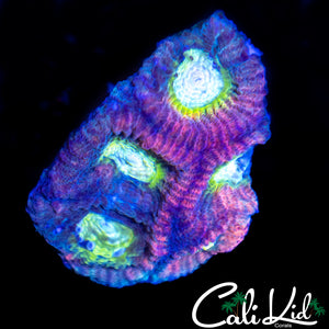 Ultra Rainbow Favia