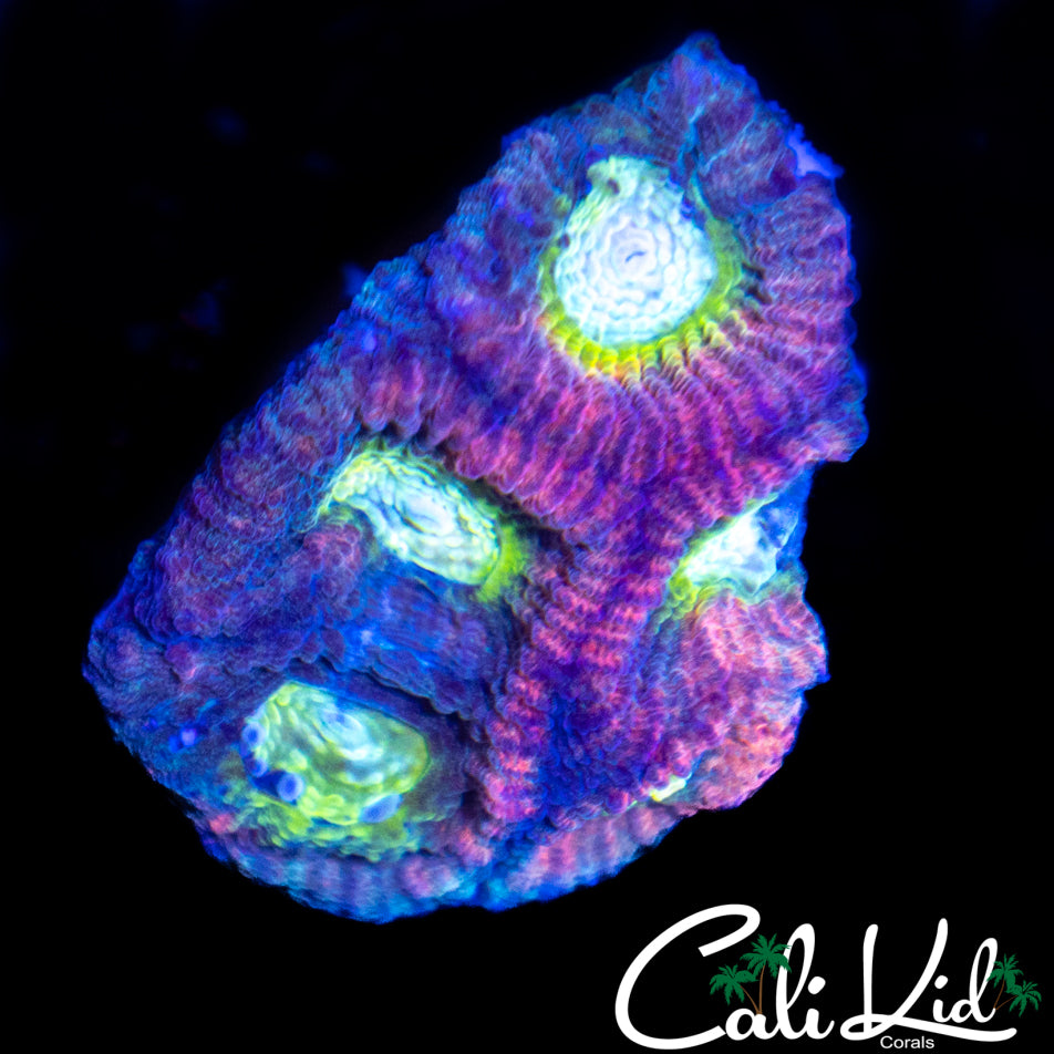 Ultra Rainbow Favia