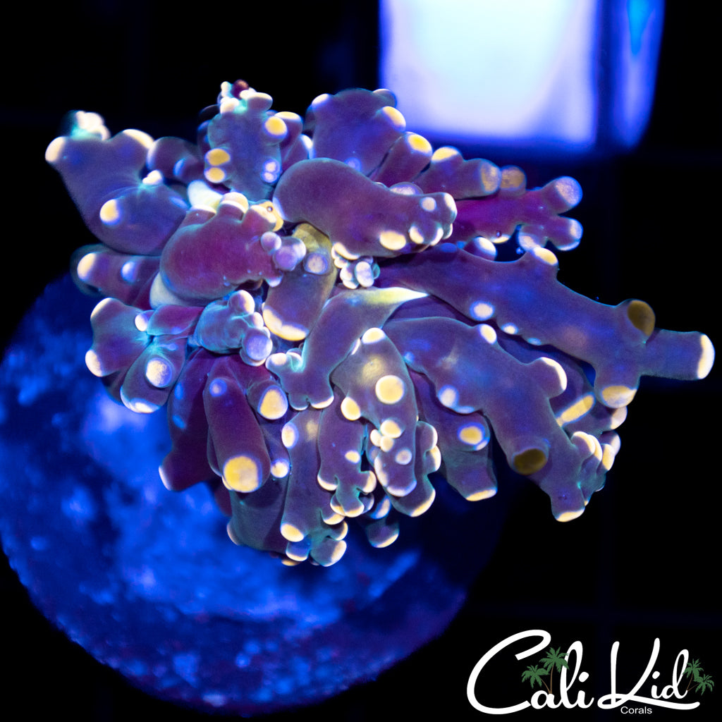 Aquacultured Bi Color Frogspawn