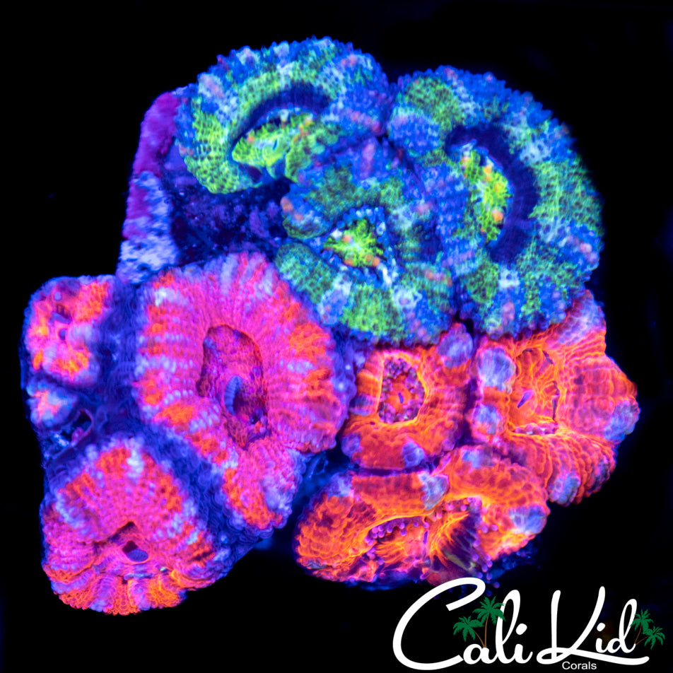 Combo Acan Mini Colony