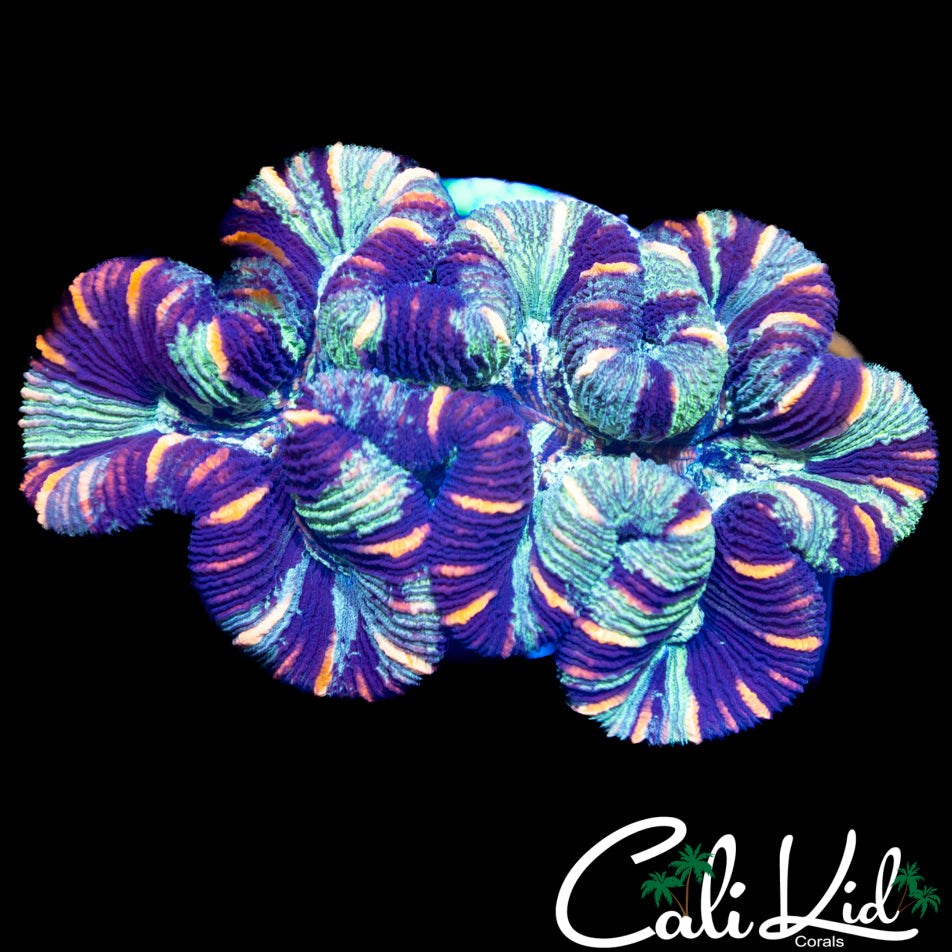 Ultra Quad Color Trachy