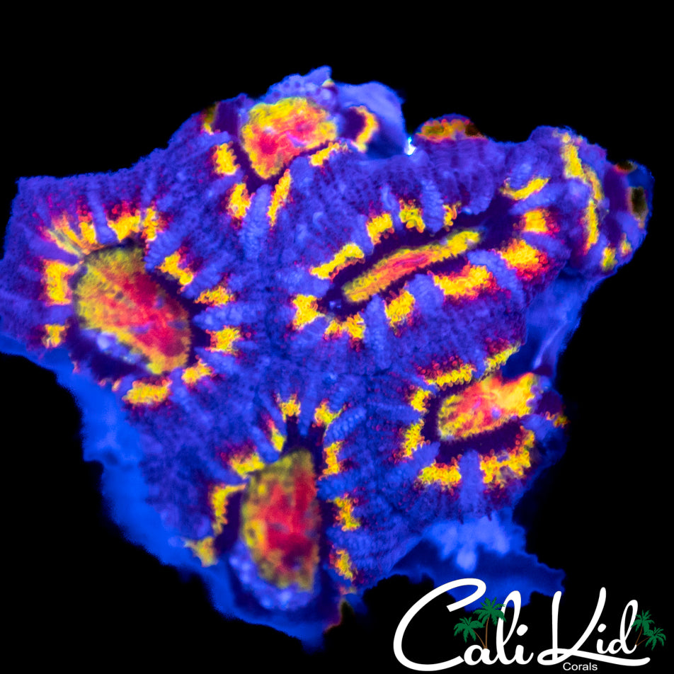 Insane Rainbow Acan Chunk