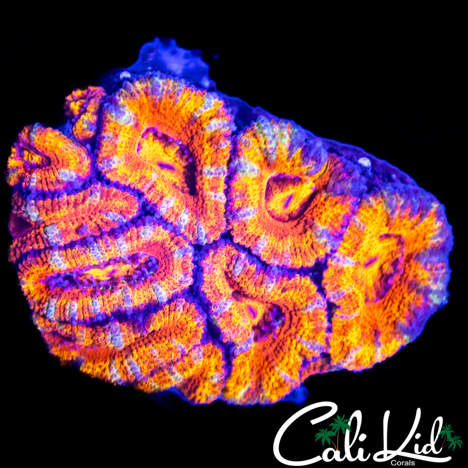 Ultra Rainbow Acan Mini Colony
