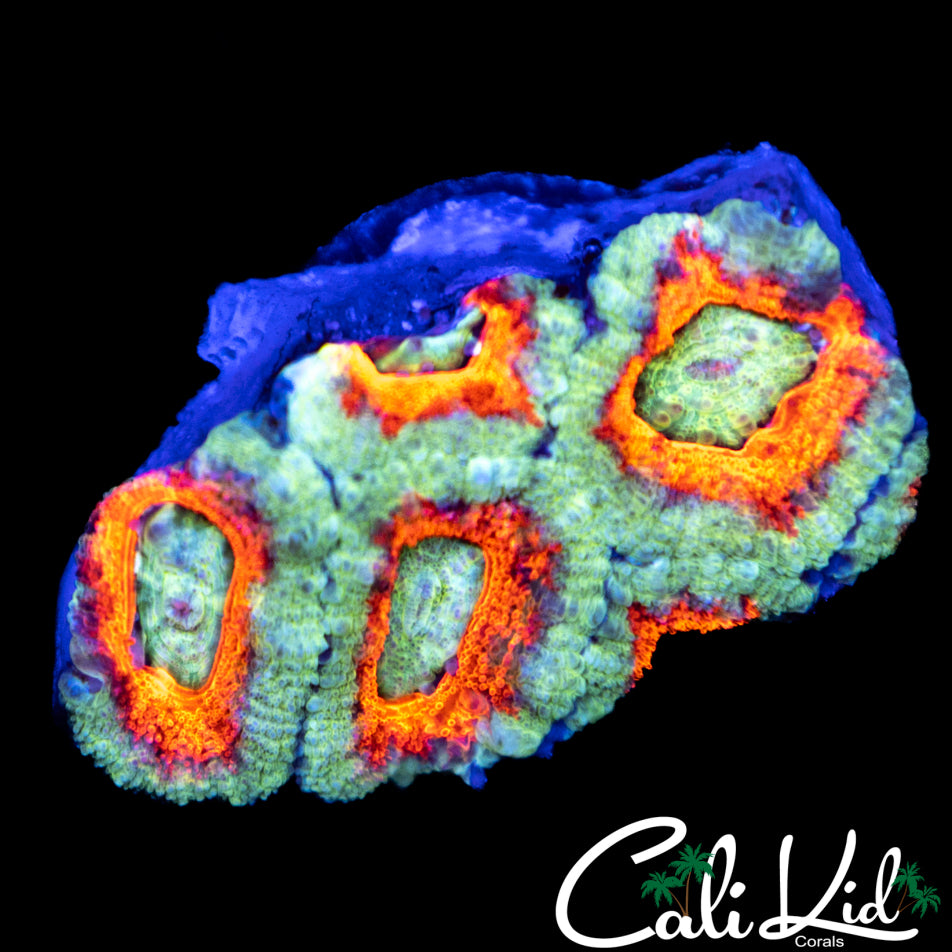 Ultra Acan Quad