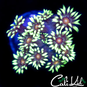 Sunflower Goni