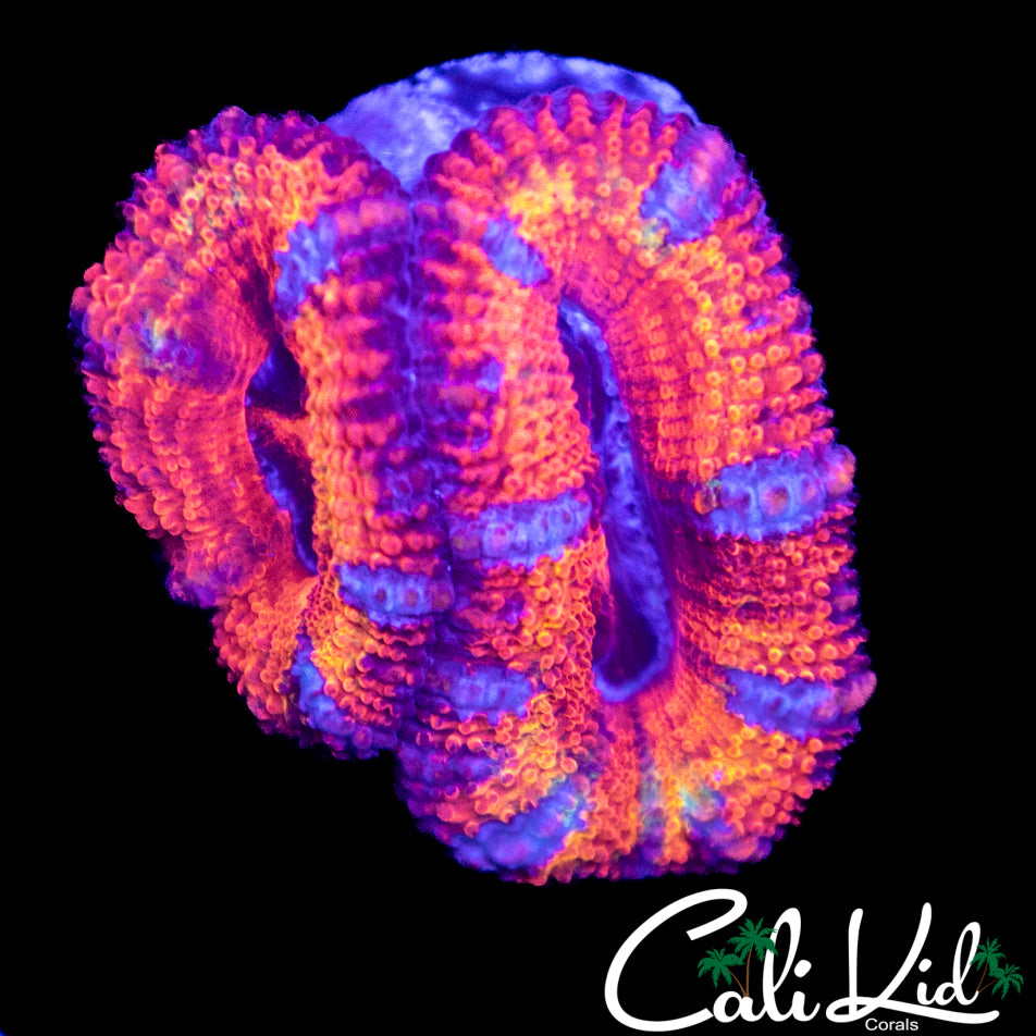 Rainbow Acan Double