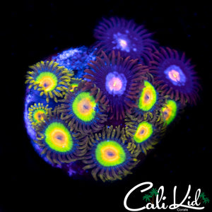 Combo Zoa Mini Colony