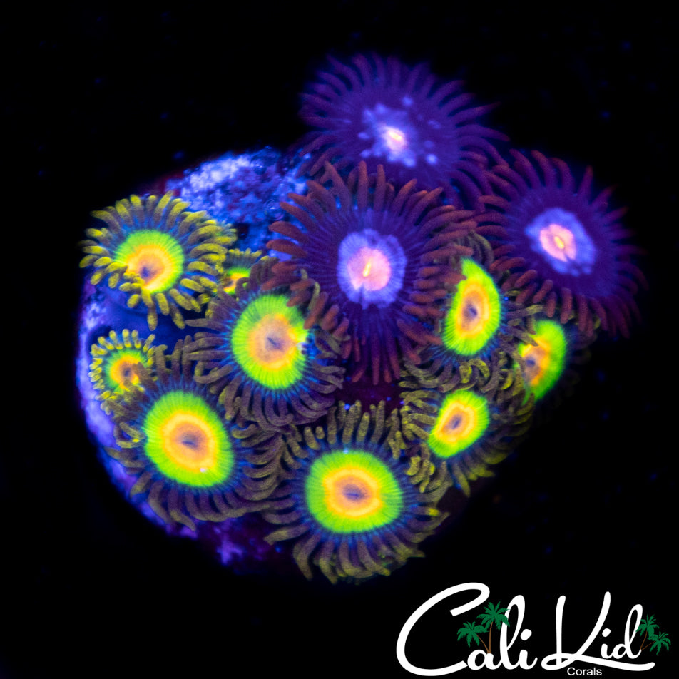 Combo Zoa Mini Colony