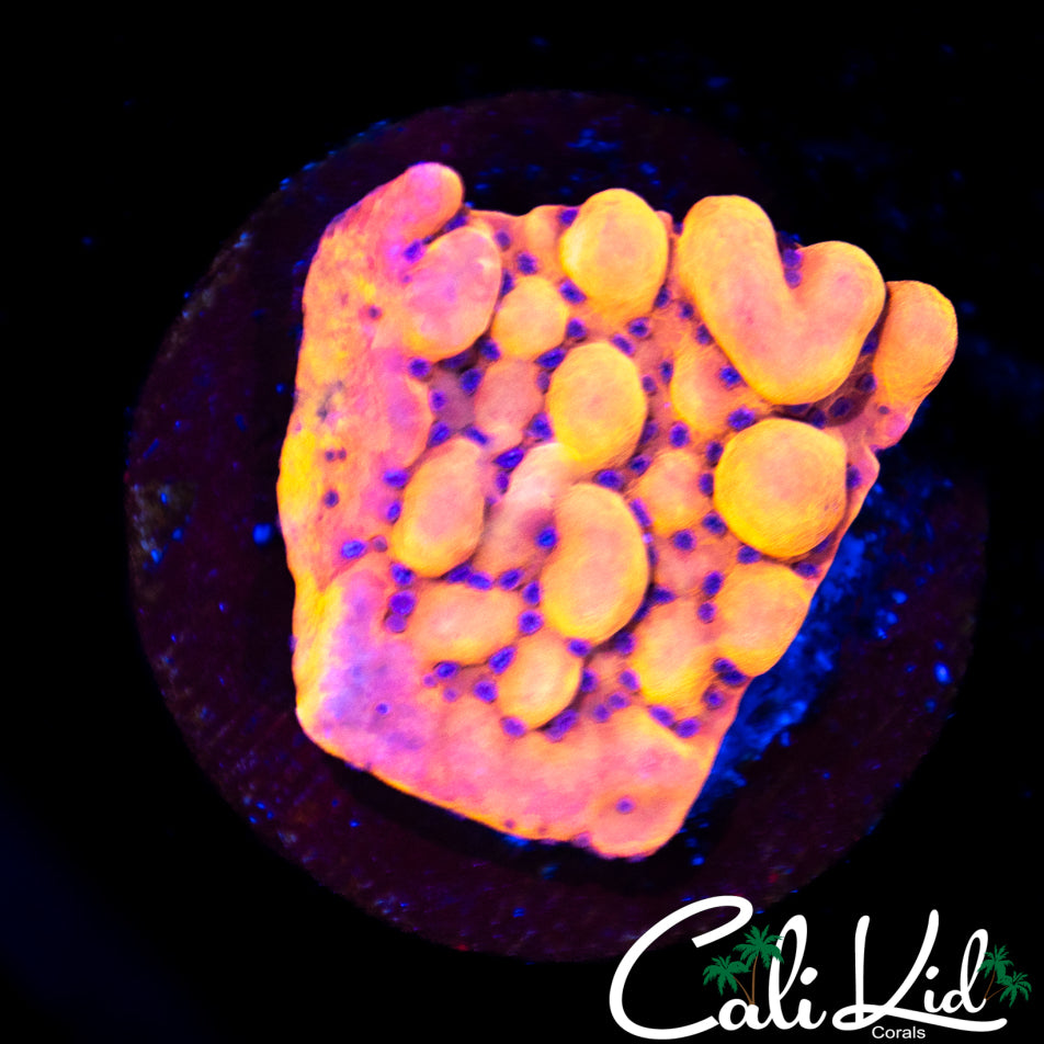 CK Bubonic Monti