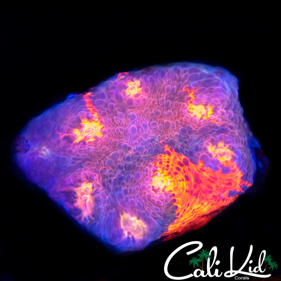 Rare Purple Base Rainbow Chalice