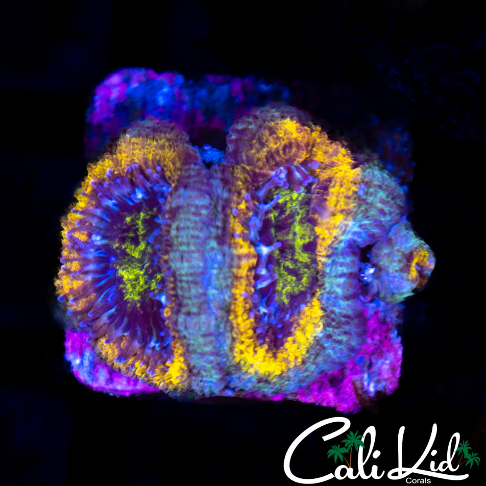 Rainbow Acan Triple