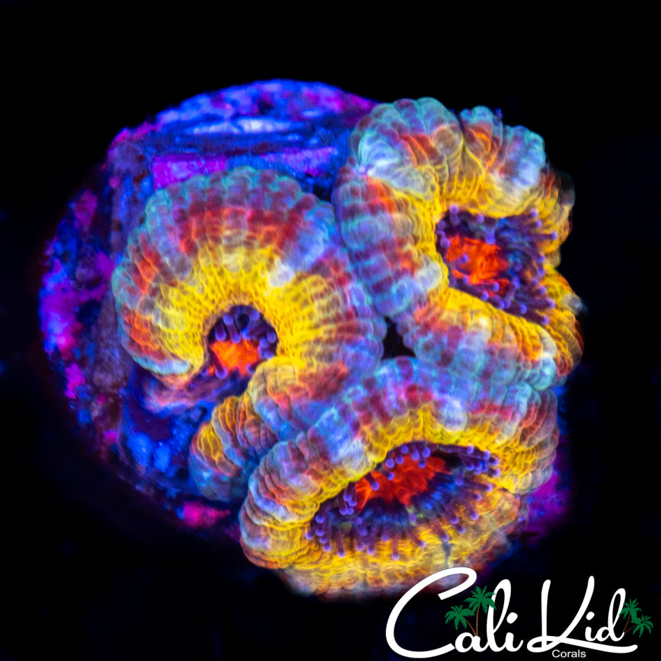 Candyland Acan Triple
