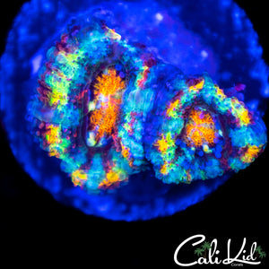 Rare Rainbow Acan Double