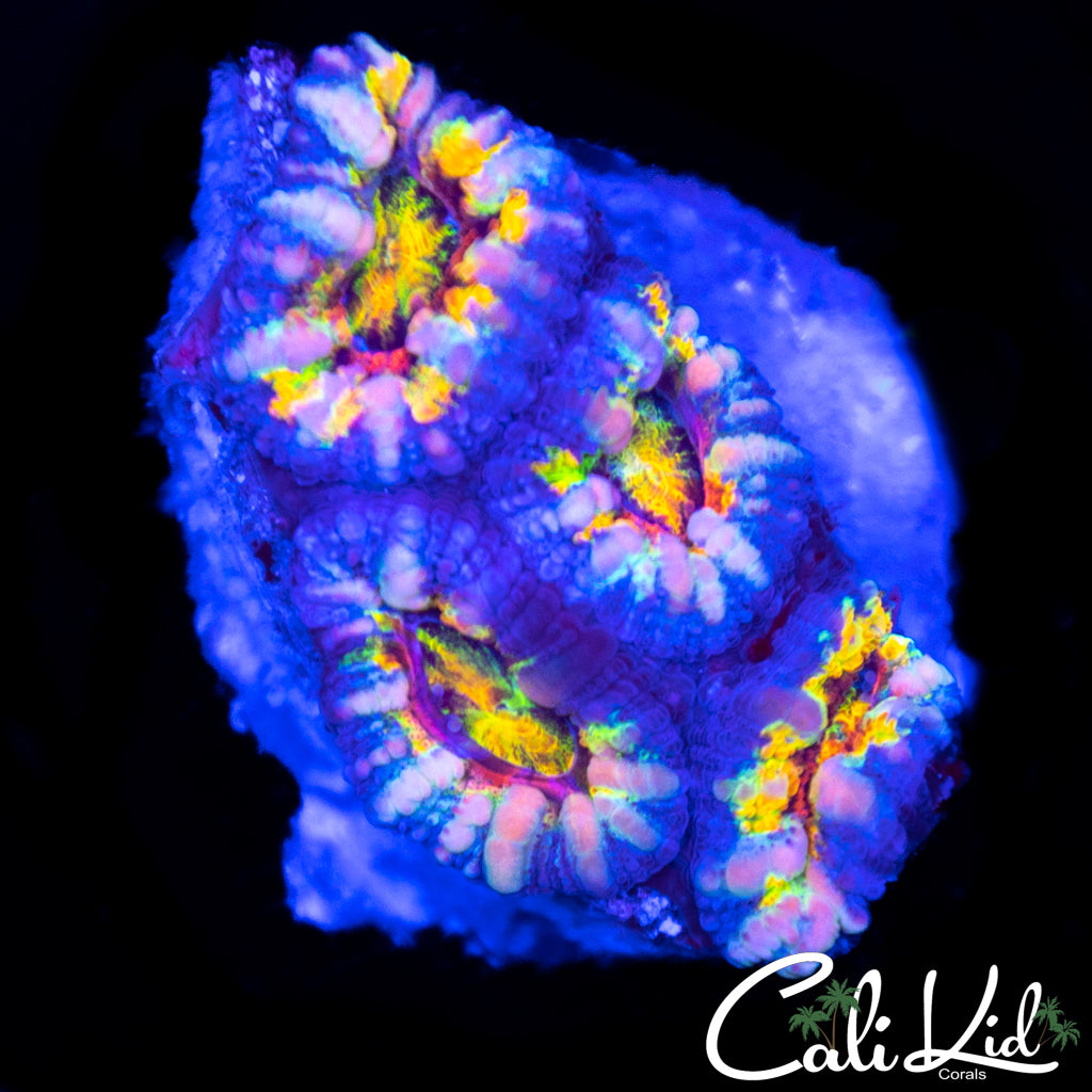 Ultimate Rainbow Acan Quad
