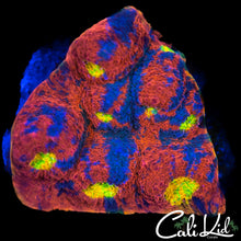 Load image into Gallery viewer, CK Candyland Chalice
