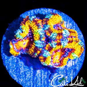 CK BOMBASTIC ACAN TRIPLE