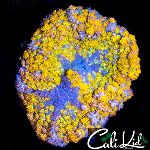 CK GOLDEN KUSH BOUNCE MUSHROOM