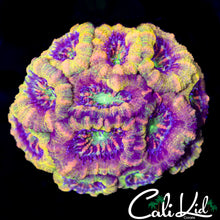 Load image into Gallery viewer, CK Now &amp; Later Acan
