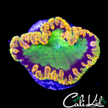 Load image into Gallery viewer, CK Golden Goose 2.0 Blasto
