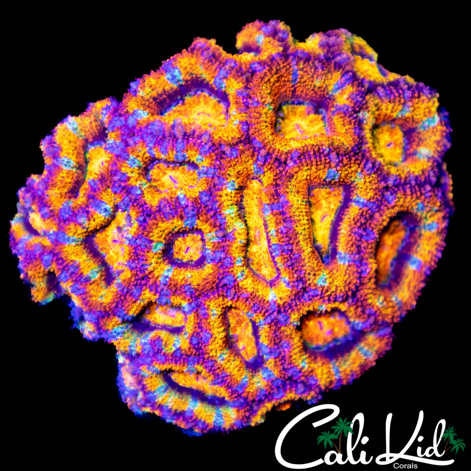 Insane Rainbow Acan Colony