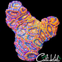 Load image into Gallery viewer, CK T &amp; C Surf Double
