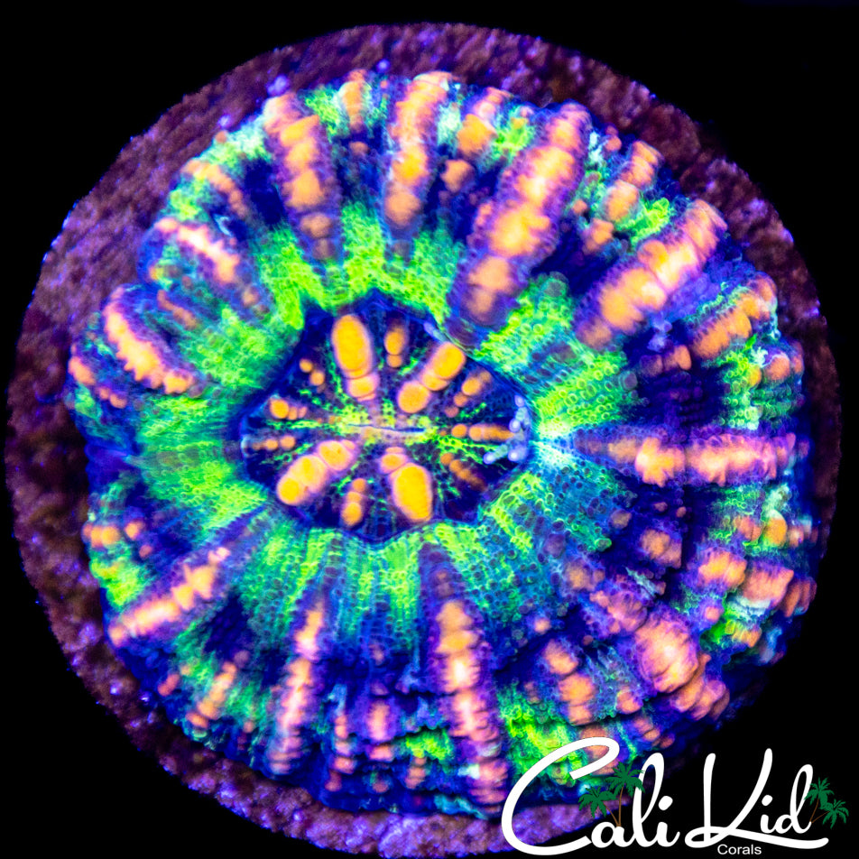 Rainbow Button Scoly