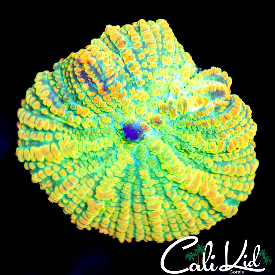 Large Rainbow Rhodactis
