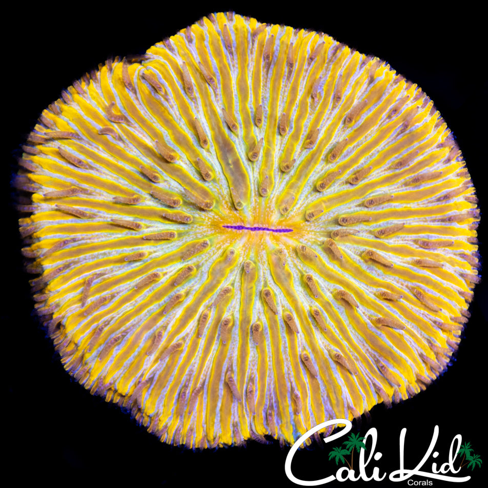 Creamsicle Fungia