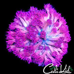 Bi Color Goni Mini Colony