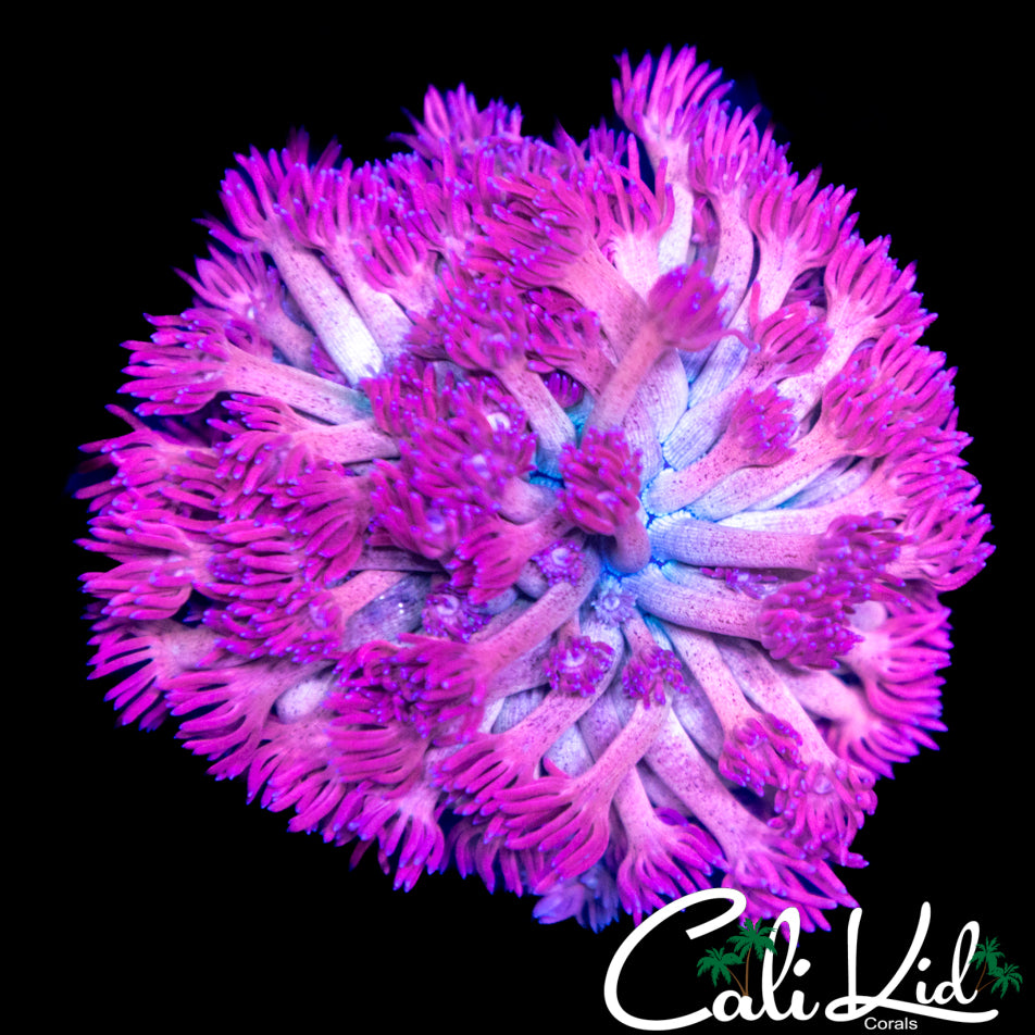 Bi Color Goni Mini Colony