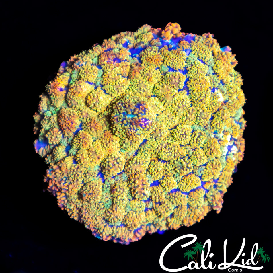 Golden Jewel Rhodactis