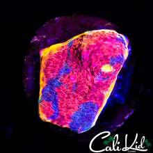 Load image into Gallery viewer, CK Candyland Chalice
