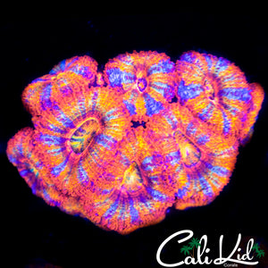 Rainbow Acan Mini Colony