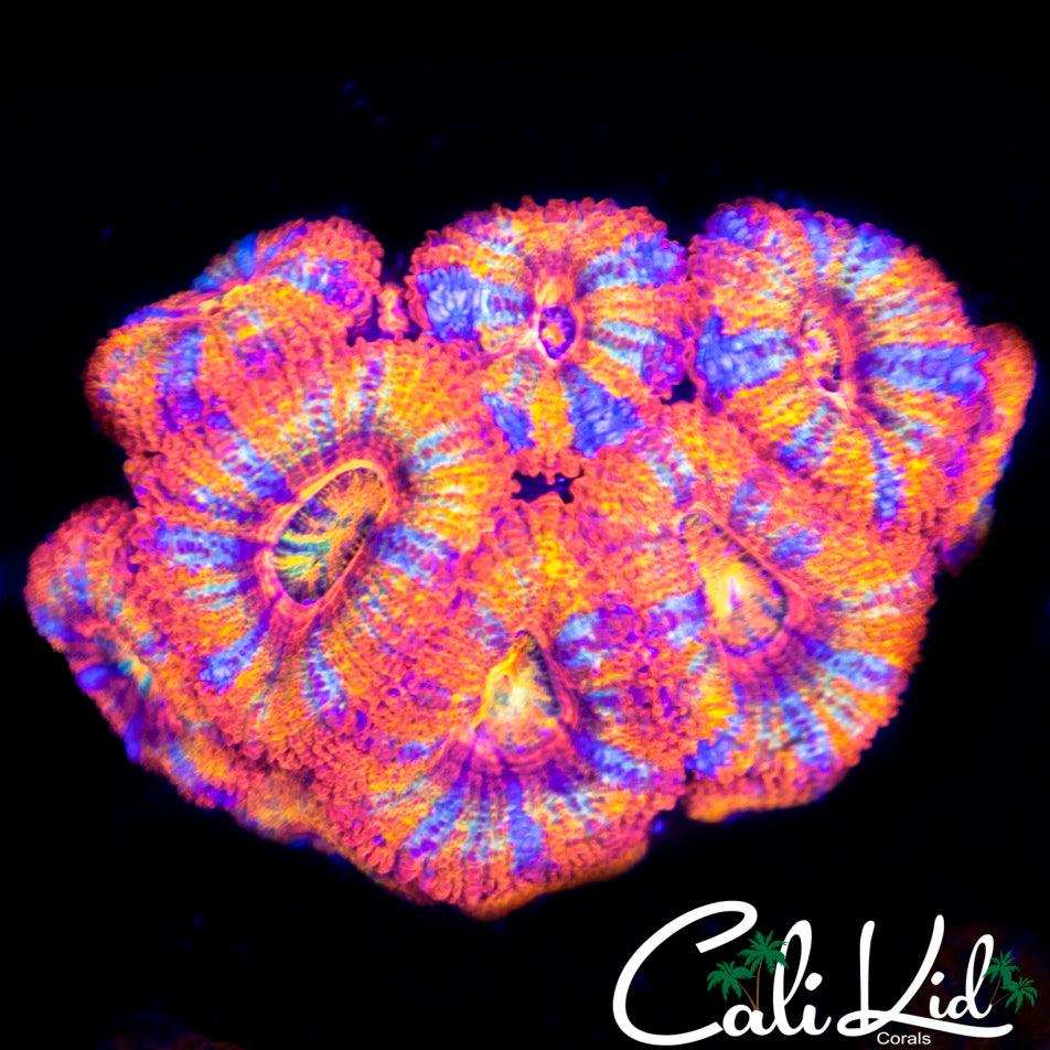Rainbow Acan Mini Colony