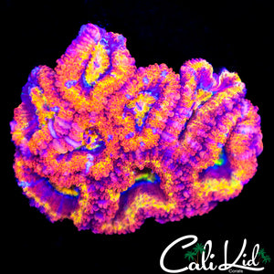 Ultra Rainbow Acan Mini Colony
