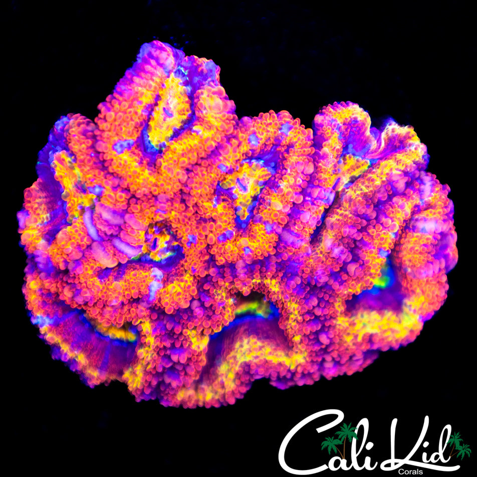Ultra Rainbow Acan Mini Colony
