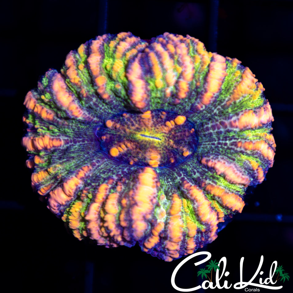 Insane Rainbow Scoly