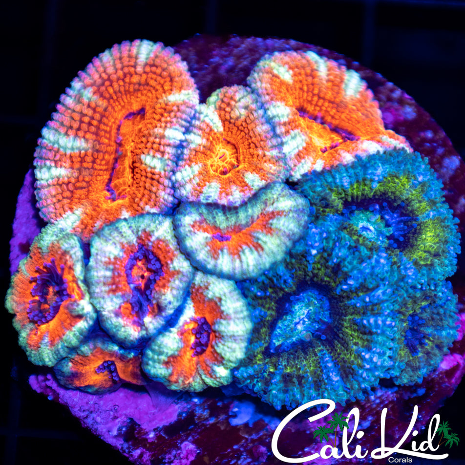 Ultra Acan Bouquet