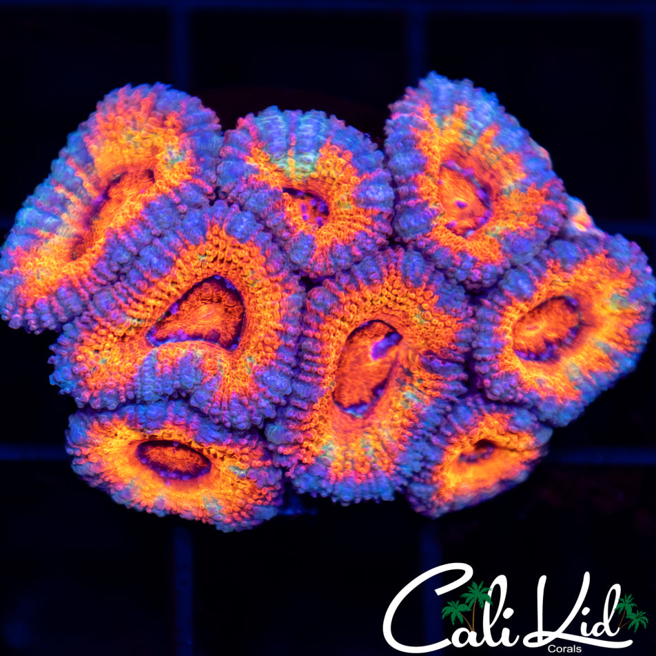 Ultra Rainbow Acan Mini Colony