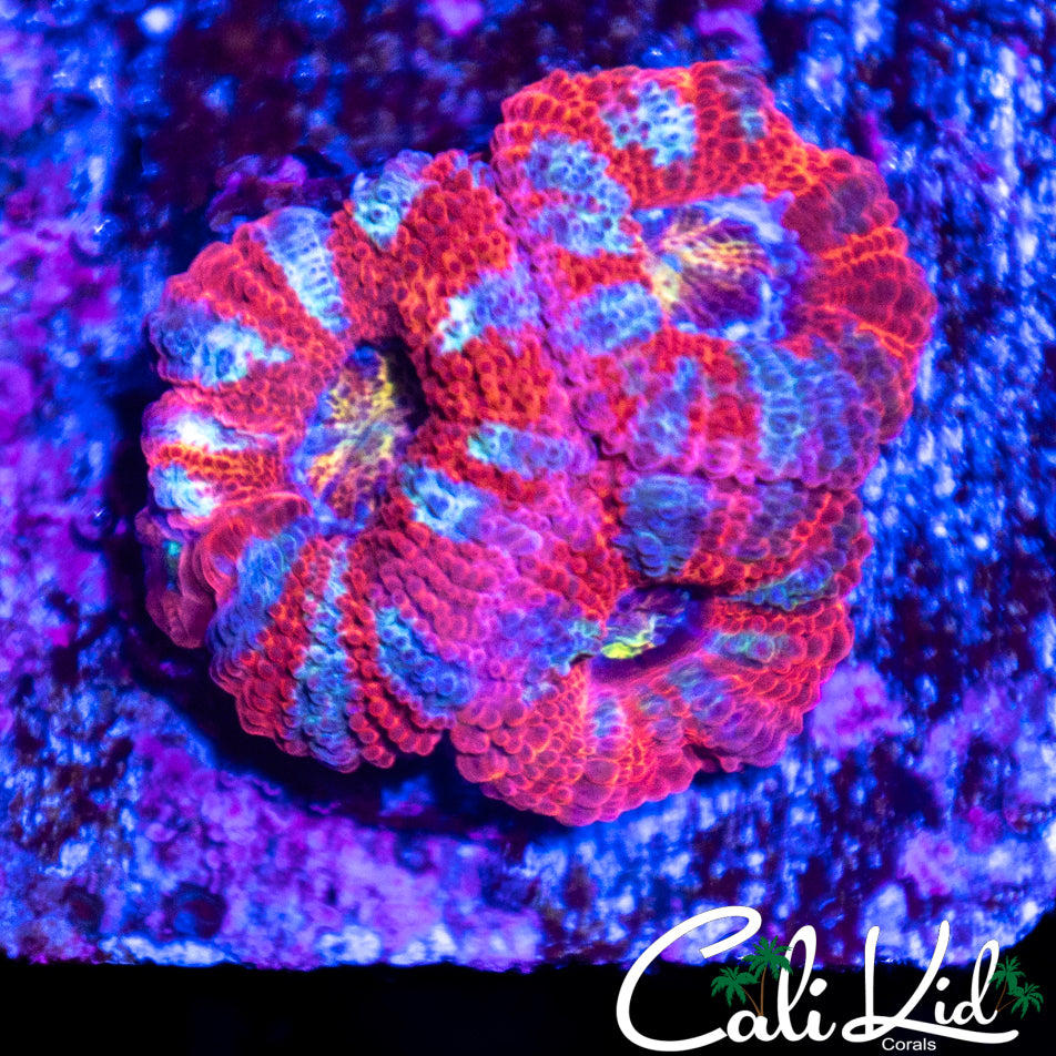 Rainbow Eye Acan Triple