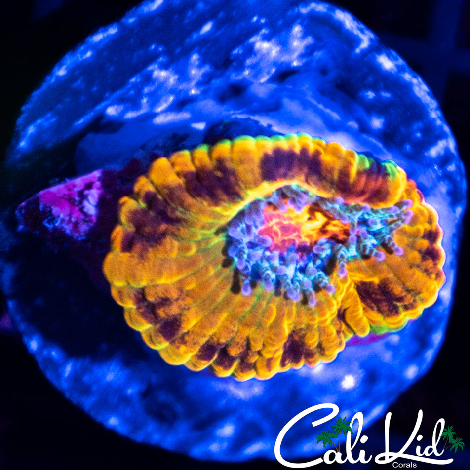 CK Merkules 2.0 Acan