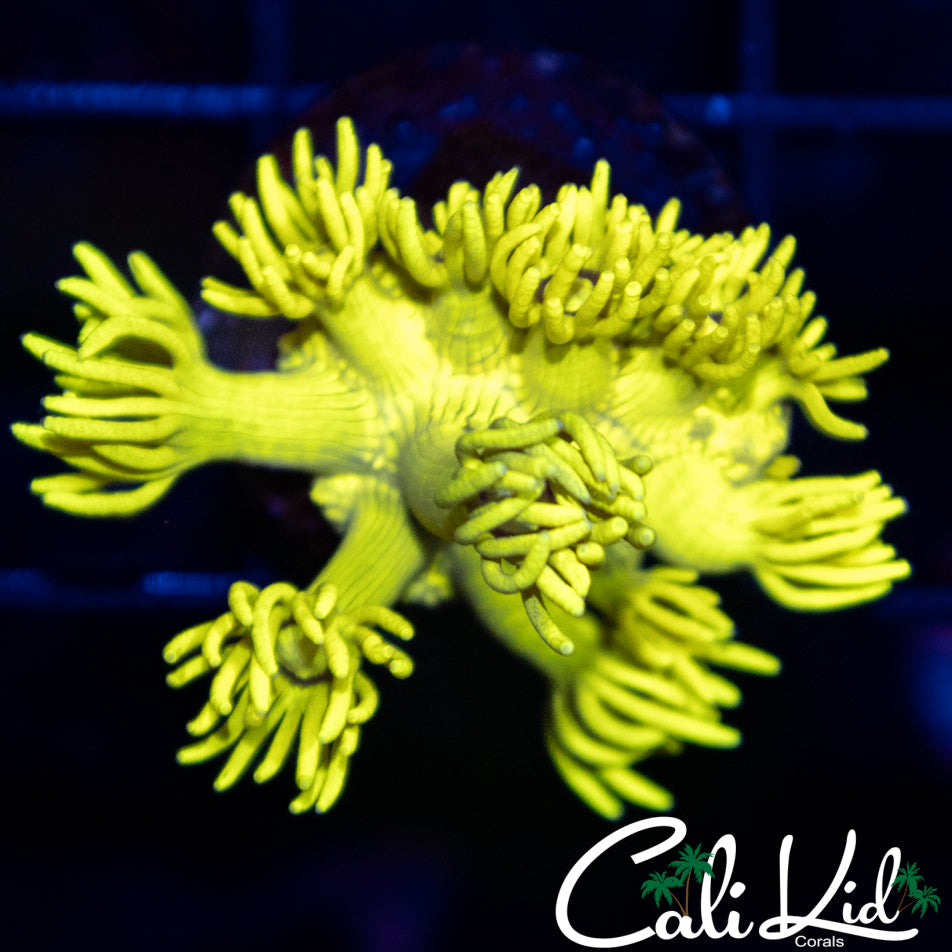 CK Banana Bay Goni