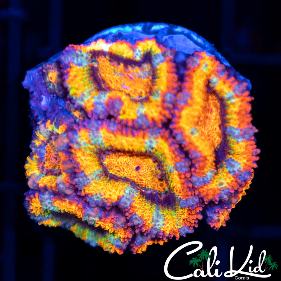 Rare Rainbow Acan Mini Colony