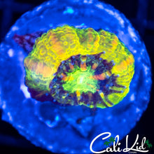 Load image into Gallery viewer, CK Now &amp; Later Acan
