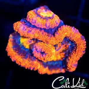 Ultra Acan Triple