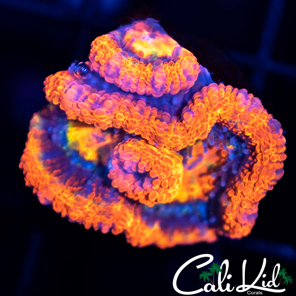 Ultra Acan Triple