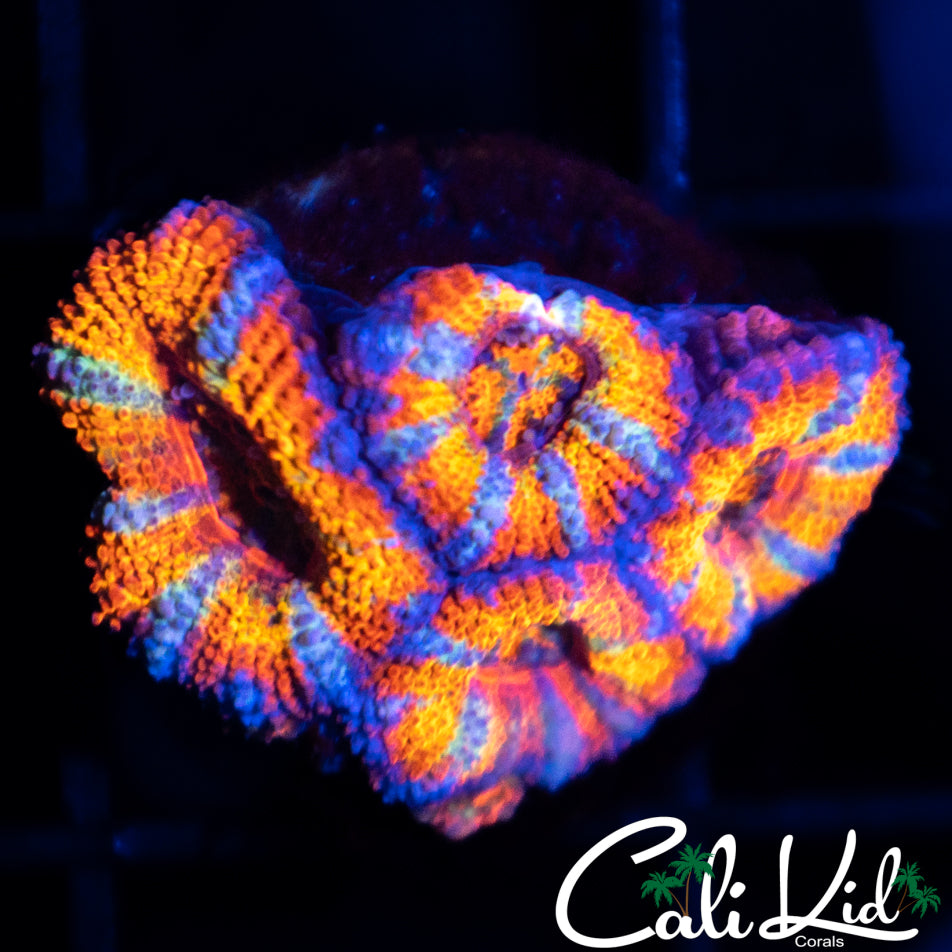 Rainbow Acan Quad