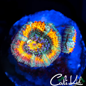 CK T & C Surf Acan Double